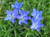 Gentiana Gewahn